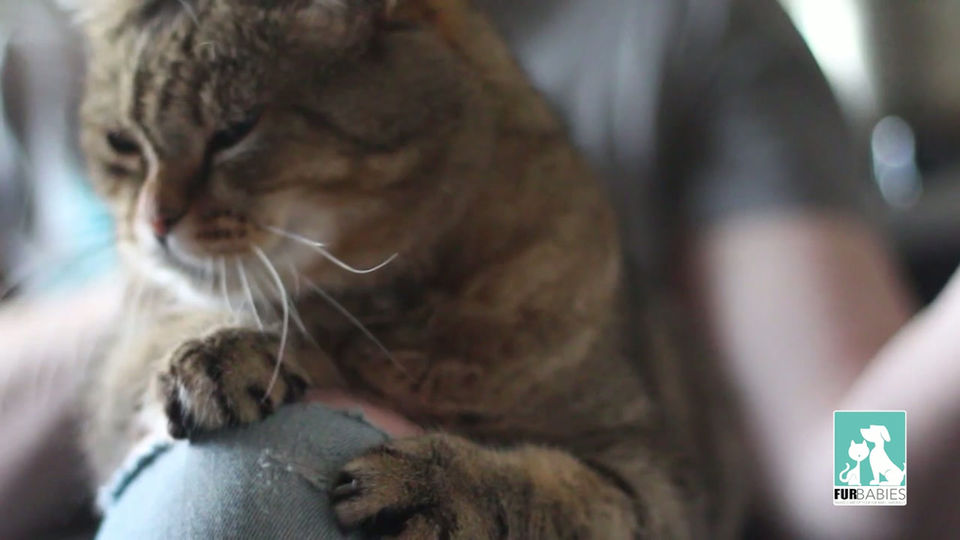 Video 1- The Why-They're Family